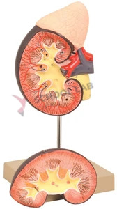 Kidney Model